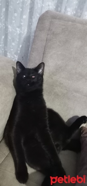 Bombay, Kedi  Zeytin fotoğrafı