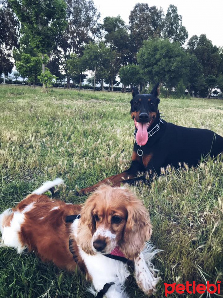 İngiliz Cocker Spaniel, Köpek  Kokoş fotoğrafı