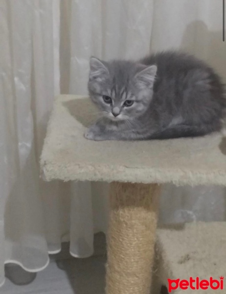 Scottish Fold, Kedi  Pamuk fotoğrafı