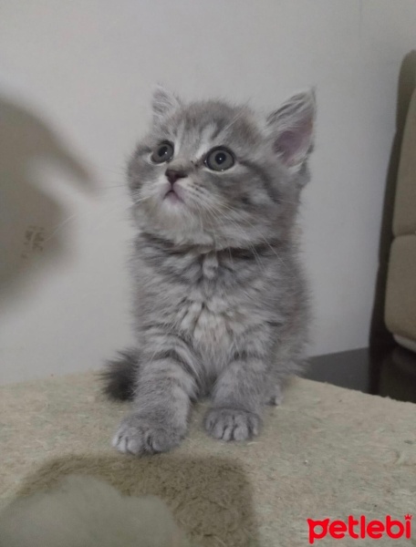 Scottish Fold, Kedi  Pamuk fotoğrafı