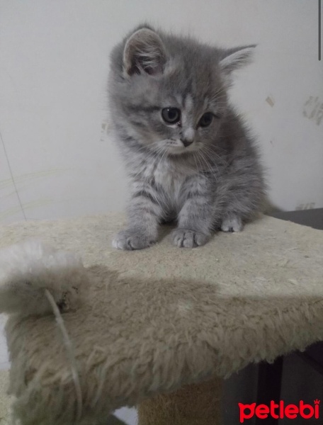Scottish Fold, Kedi  Pamuk fotoğrafı