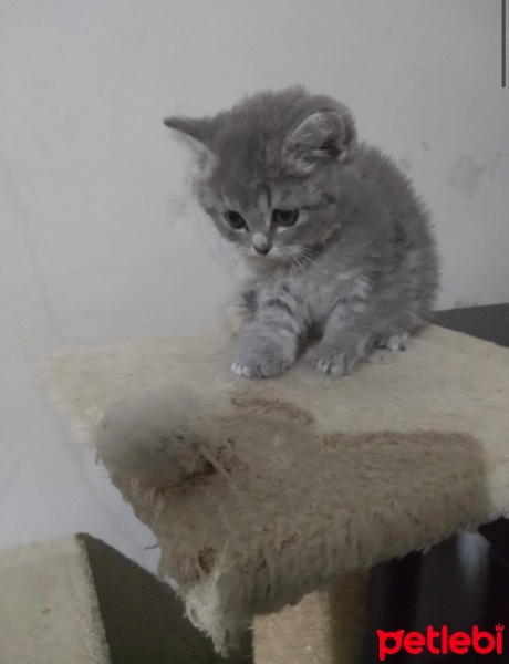 Scottish Fold, Kedi  Pamuk fotoğrafı