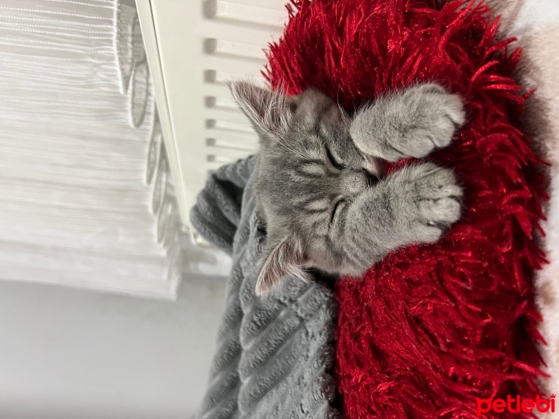 Scottish Fold, Kedi  Pamuk fotoğrafı