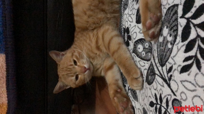 Sarman, Kedi  Tarçın fotoğrafı