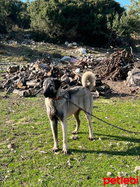 Kangal, Köpek  Arap fotoğrafı