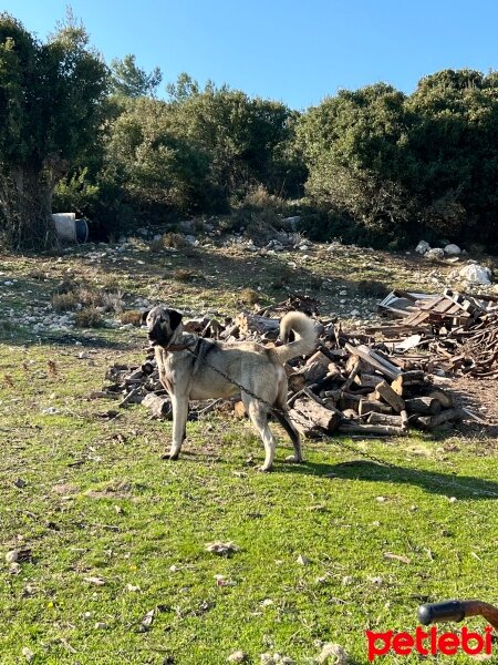 Kangal, Köpek  Arap fotoğrafı