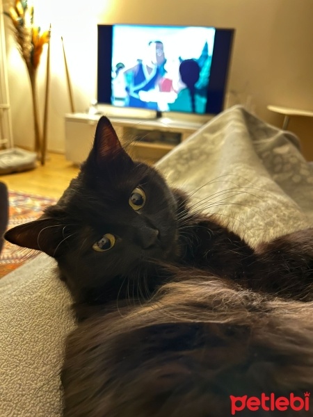 Tekir Kedi, Kedi  Carmen fotoğrafı