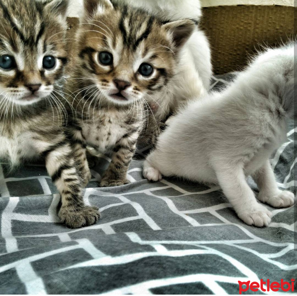 Tekir Kedi, Kedi  Garip ve Duman fotoğrafı