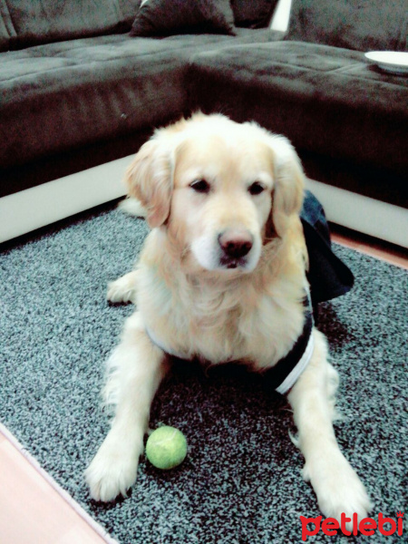 Golden Retriever, Köpek  Tarçın  fotoğrafı