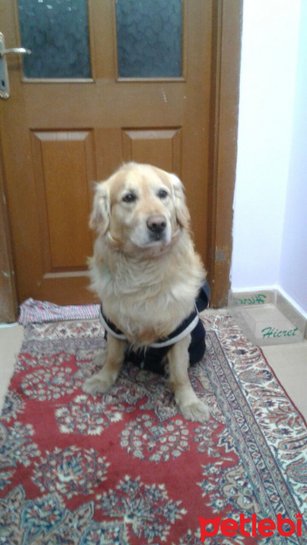 Golden Retriever, Köpek  Tarçın  fotoğrafı