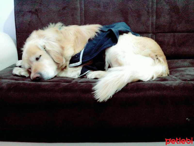 Golden Retriever, Köpek  Tarçın  fotoğrafı