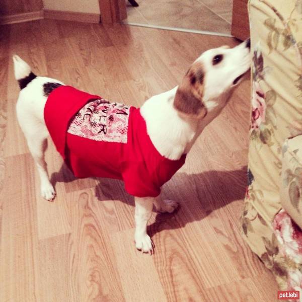 Jack Russell Terrier, Köpek  COFFEE fotoğrafı