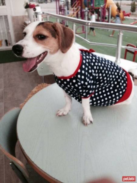 Jack Russell Terrier, Köpek  COFFEE fotoğrafı