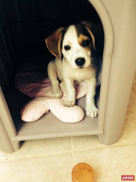 Jack Russell Terrier, Köpek  COFFEE fotoğrafı