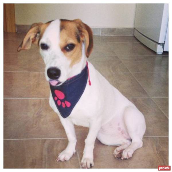 Jack Russell Terrier, Köpek  COFFEE fotoğrafı