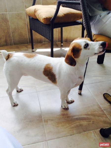 Jack Russell Terrier, Köpek  COFFEE fotoğrafı