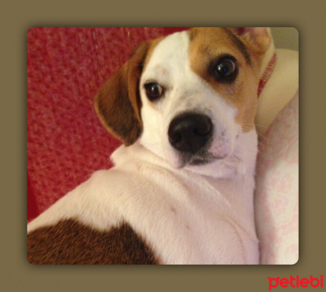 Jack Russell Terrier, Köpek  COFFEE fotoğrafı