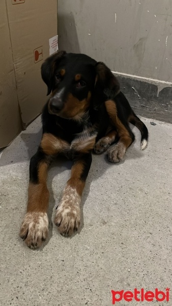 Rottweiler, Köpek  ACİL !!!!  zeyto fotoğrafı