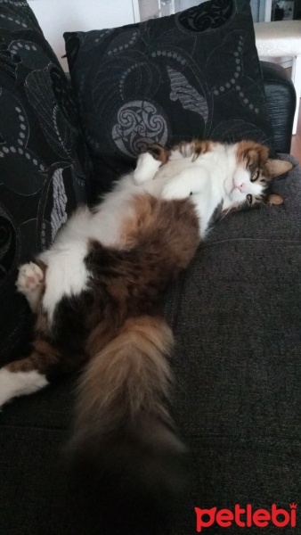 Tekir Kedi, Kedi  İncir fotoğrafı