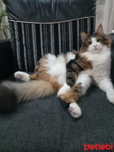 Tekir Kedi, Kedi  İncir fotoğrafı