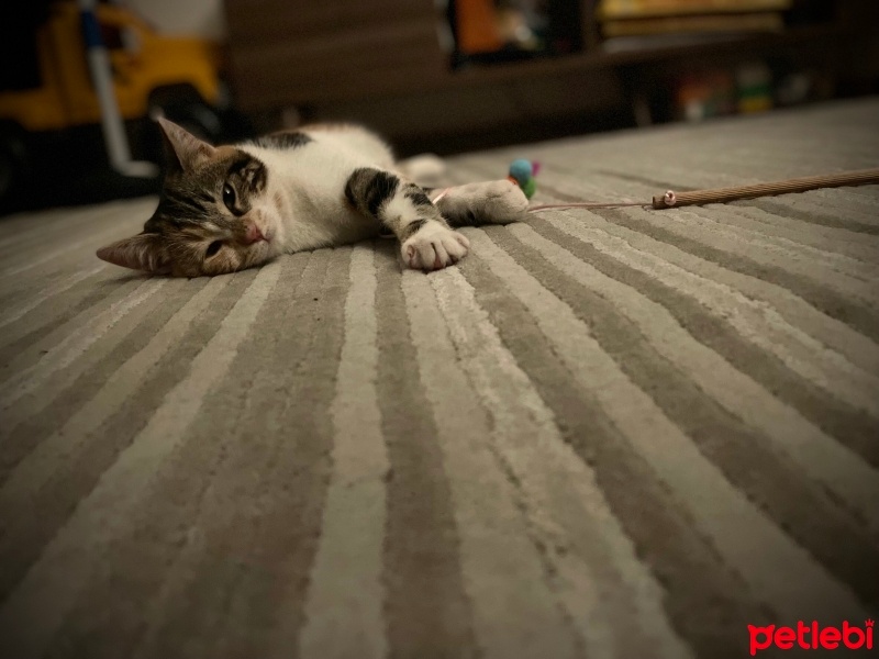 Tekir Kedi, Kedi  Sumak fotoğrafı