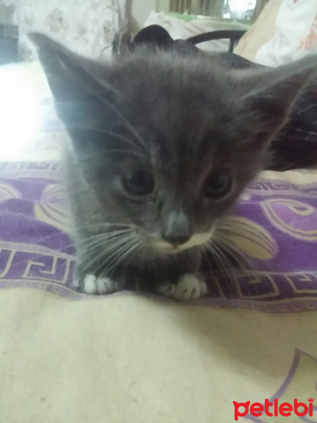 Tekir Kedi, Kedi  Sokak kedisi fotoğrafı