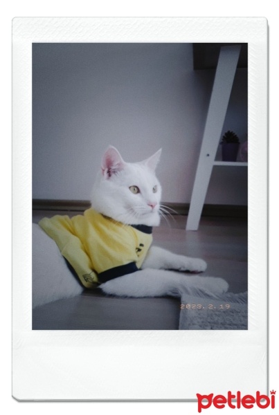 Van Kedisi, Kedi  Şeker fotoğrafı