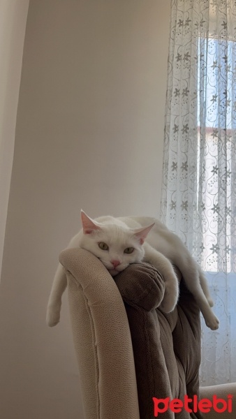 Van Kedisi, Kedi  Şeker fotoğrafı