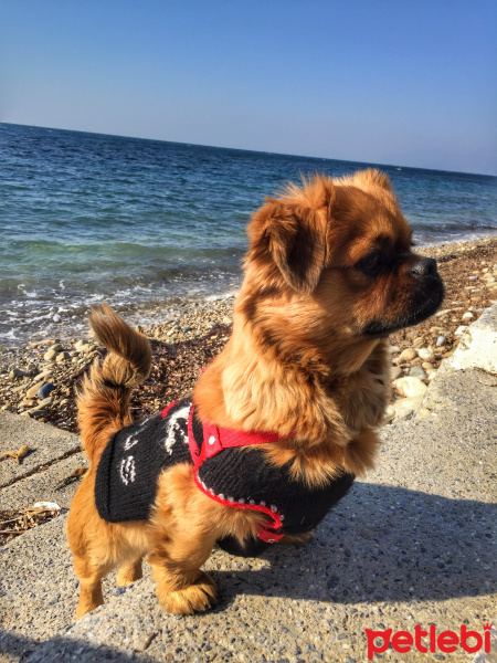 Pekingese, Köpek  Zeus fotoğrafı