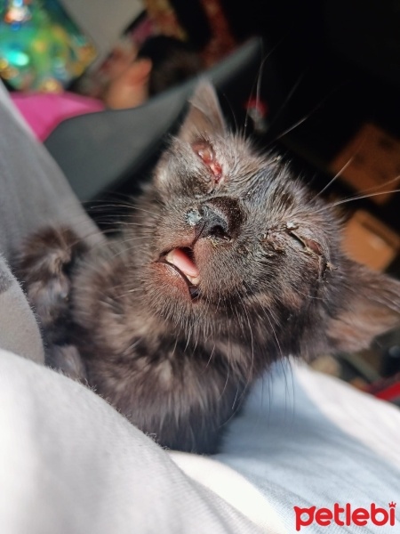 Bombay, Kedi  Gece fotoğrafı