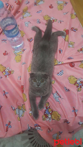 Scottish Fold, Kedi  Paticik fotoğrafı