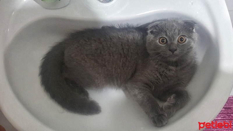 Scottish Fold, Kedi  Paticik fotoğrafı