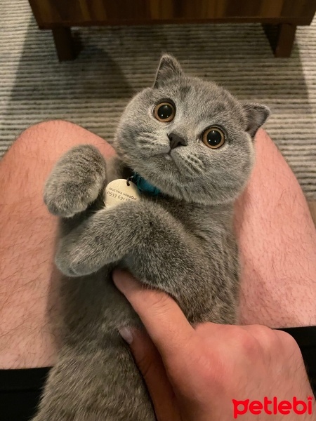 Scottish Fold, Kedi  Luna fotoğrafı