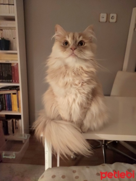 Ankara Kedisi, Kedi  Mırmır fotoğrafı