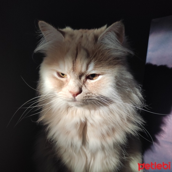 Ankara Kedisi, Kedi  Mırmır fotoğrafı