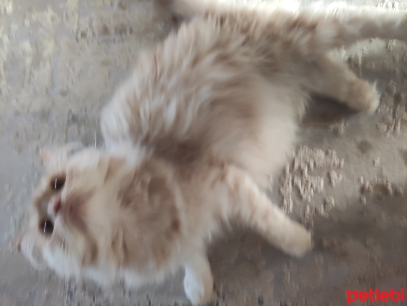 Ankara Kedisi, Kedi  Mırmır fotoğrafı