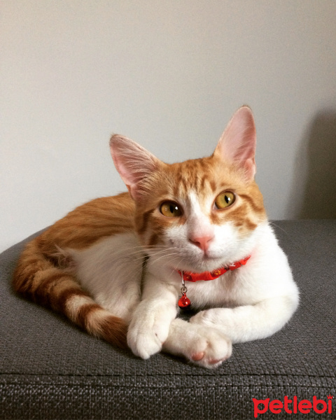 Tekir Kedi, Kedi  Mandi fotoğrafı