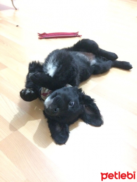 Kangal, Köpek  Minik fotoğrafı