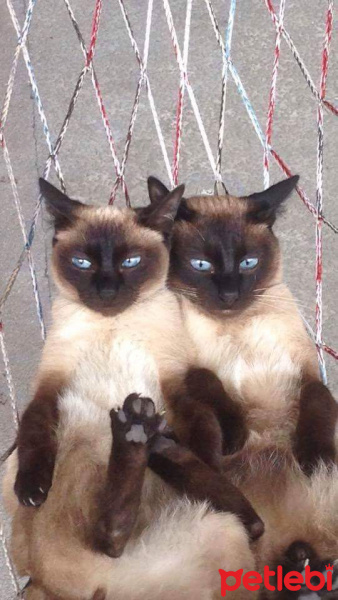 Siyam Kedisi, Kedi  Latte mocha fotoğrafı