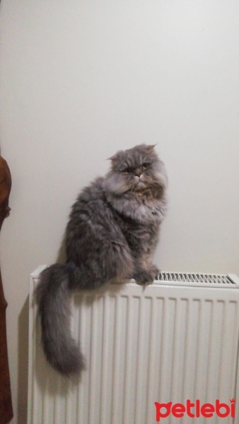 Scottish Fold, Kedi  Bulut fotoğrafı