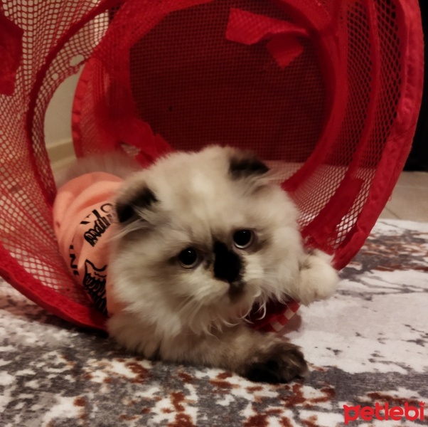 Scottish Fold, Kedi  Luna fotoğrafı