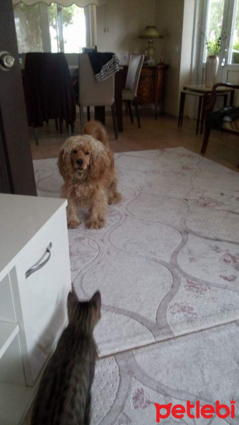 Tekir Kedi, Kedi  Minnos fotoğrafı