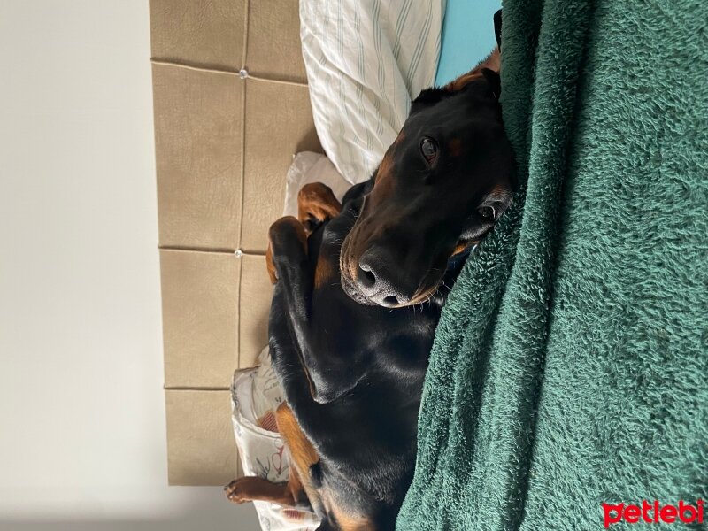 Doberman Pinscher, Köpek  Logan fotoğrafı