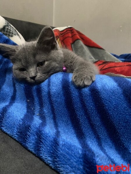 British Shorthair, Kedi  Jüpiter fotoğrafı