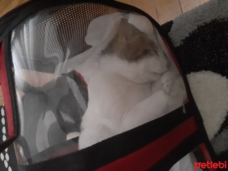 Tekir Kedi, Kedi  Pamuk cemal fotoğrafı