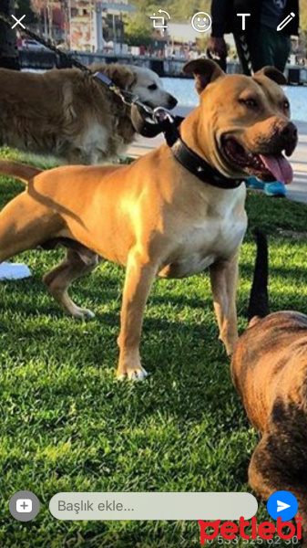 Amerikan Pitbull Terrier, Köpek  Paci fotoğrafı