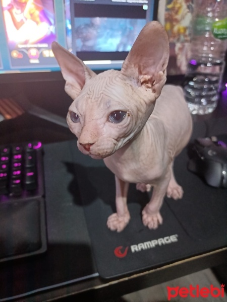 Sphynx, Kedi  Dobby fotoğrafı