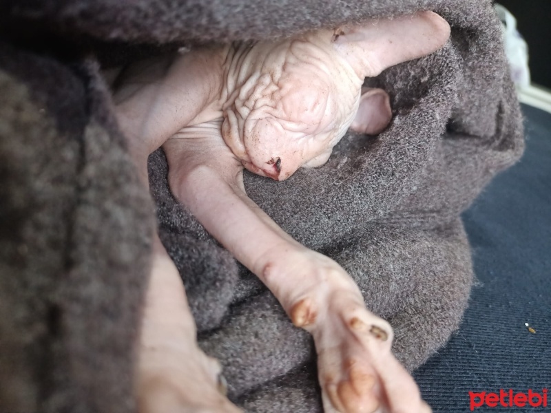 Sphynx, Kedi  Dobby fotoğrafı