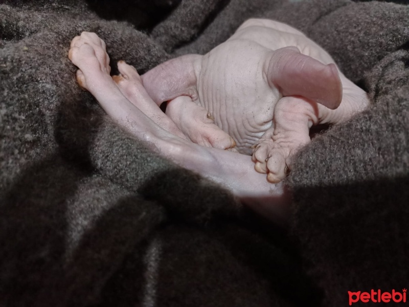 Sphynx, Kedi  Dobby fotoğrafı