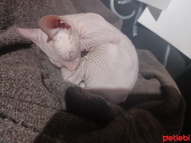 Sphynx, Kedi  Dobby fotoğrafı